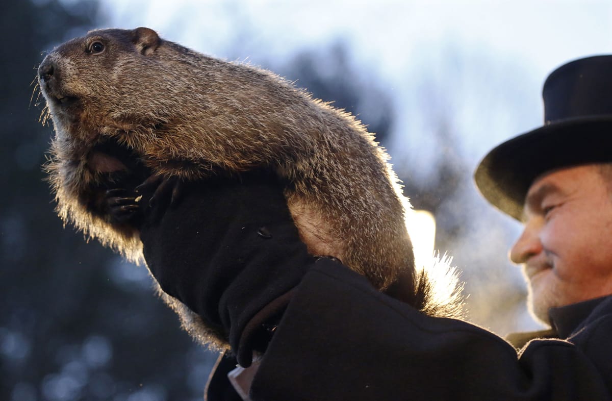 marmota